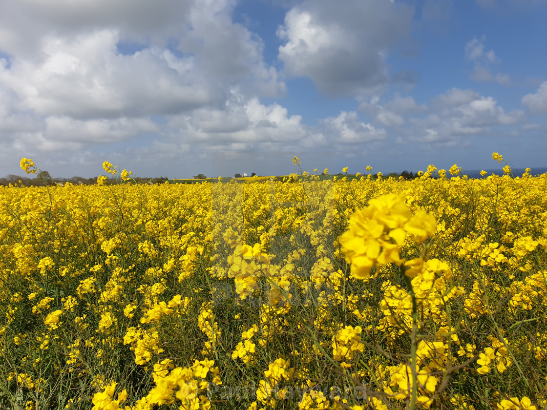 Normandy Flowers Best Flower Site